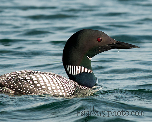 loon-with-water-drop
